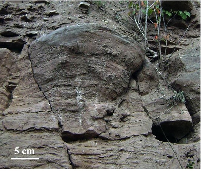 Explosión de vida oceánica originó las primeras montañas de la Tierra