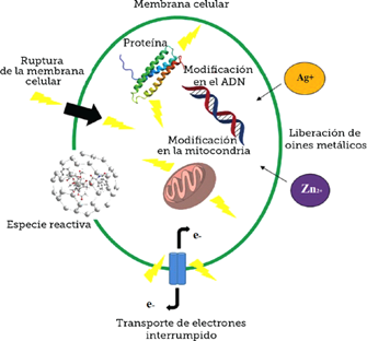 Membrana