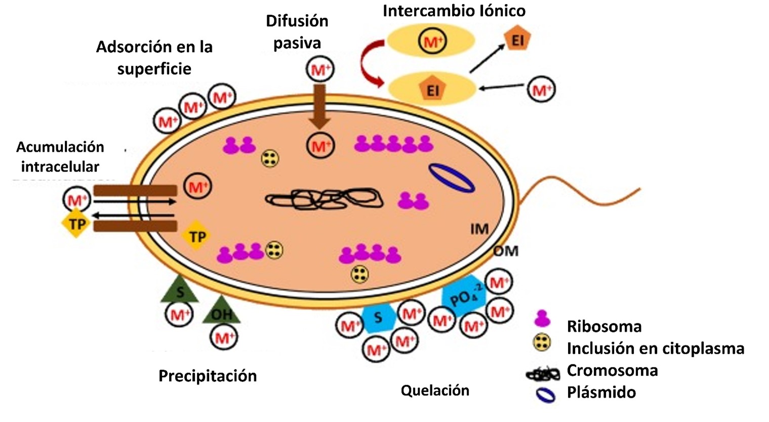 bacteria