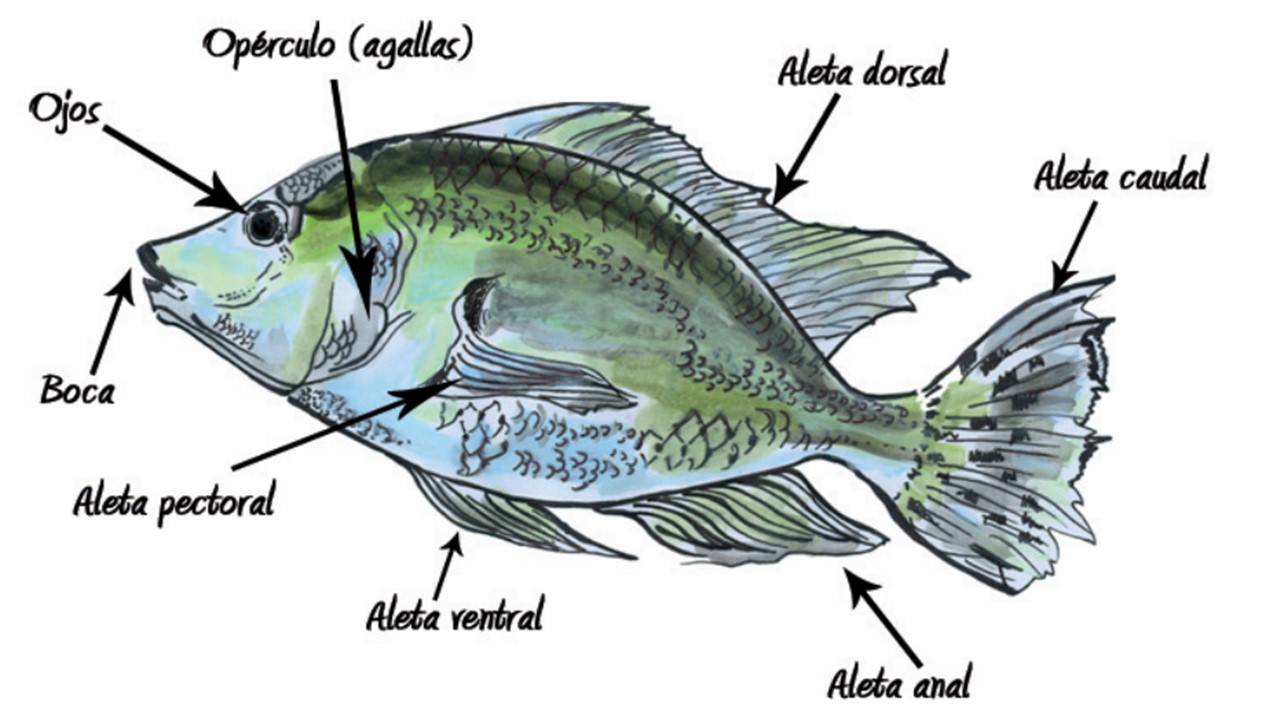 tilapia