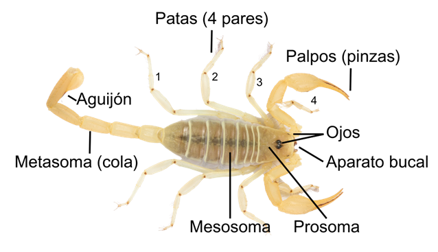 Anatomía básica de un escorpión