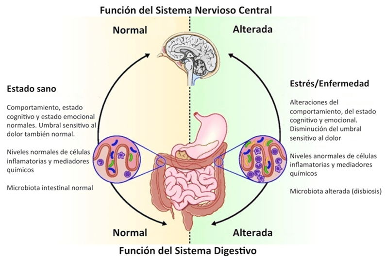 digestivo
